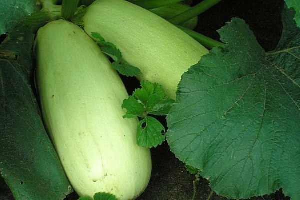 calabacín en campo abierto