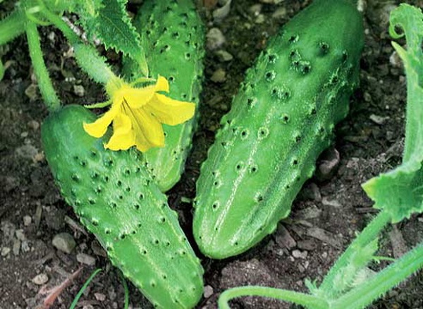 appearance of cucumber Crane f1