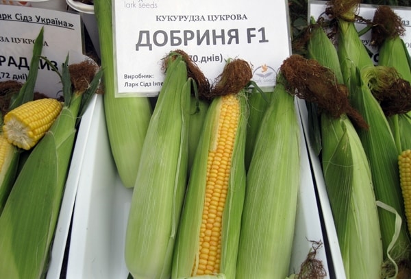 appearance of Dobrynya corn