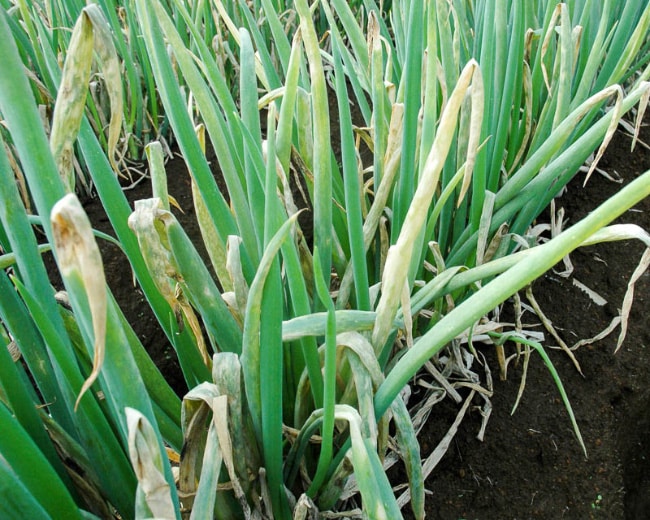 Onion powdery mildew