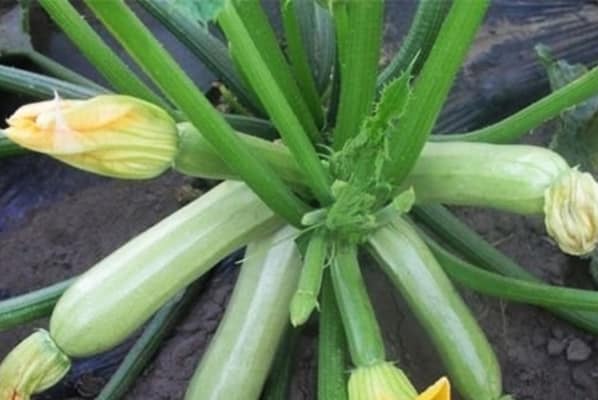 kavili zucchini bushes