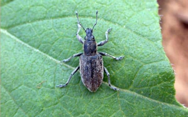 škodca Weevil