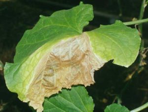 ¿Por qué se secan los bordes de las hojas de los pepinos y qué hacer?