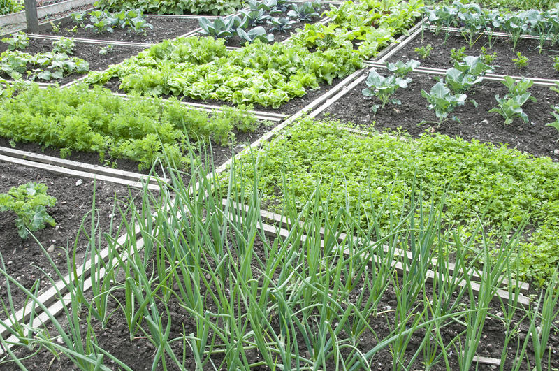 camas con verduras