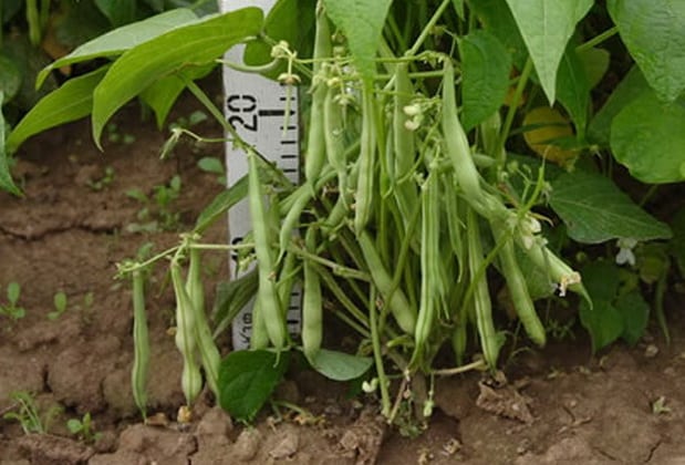 bush beans