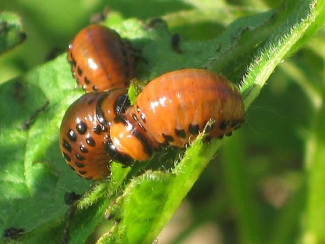 potato pests