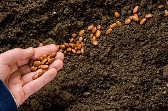 sowing beans