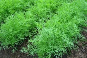 Description of the variety of dill Dill, recommendations for cultivation and care