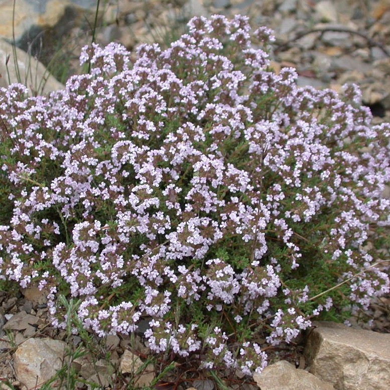 thyme medoc