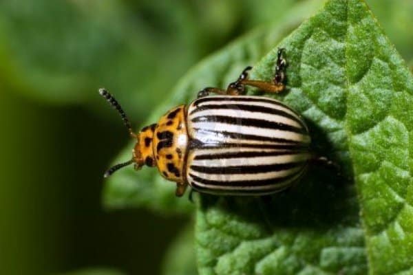 Colorado potato beetle on potato leaves