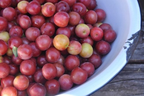 délicieuse prune cerise