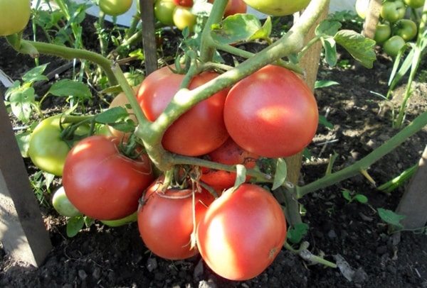 Tomato Raspberry wine f1 in the open field