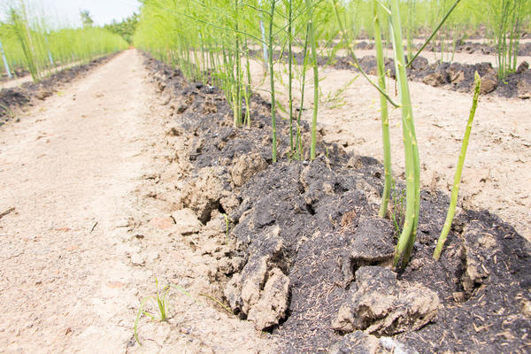 asperges dans le jardin