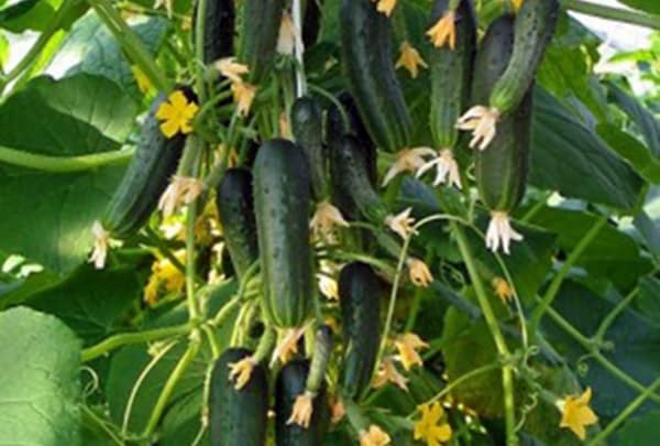 cucumber harvest Garland f1