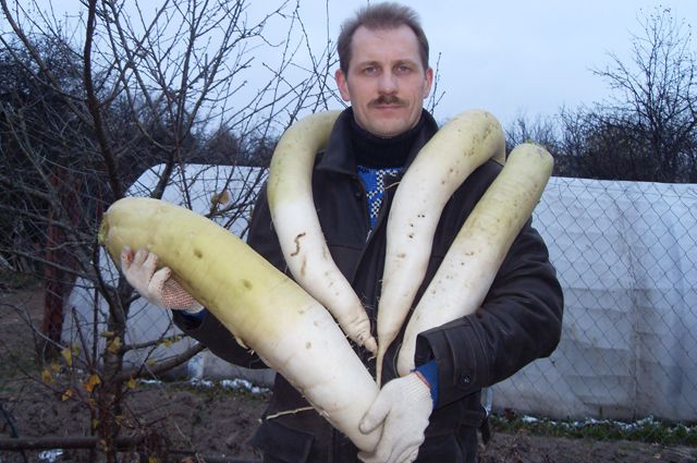 obrovská veľkosť Daikon Dubinushka