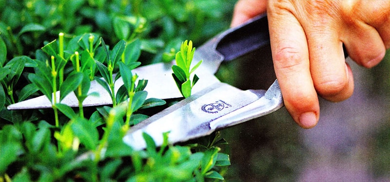 pruning thyme