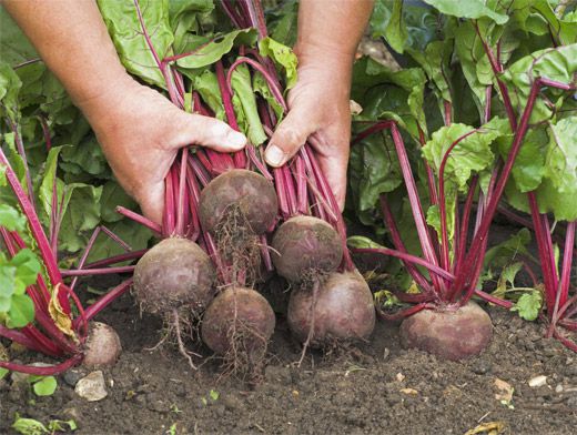 woman harvesting beets