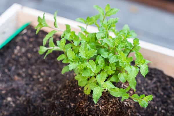 menthe dans le sol