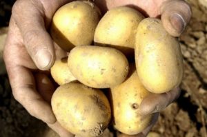 Description of the potato variety Uladar, features of cultivation and care