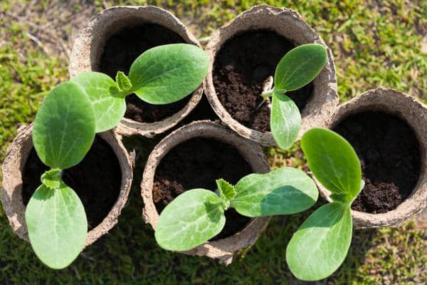 plants de courges en pot