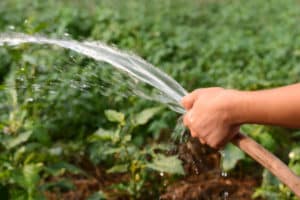 How often and correctly to water the pumpkin in the open field and is it necessary?