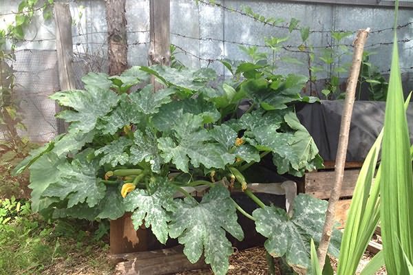 buissons de courgettes