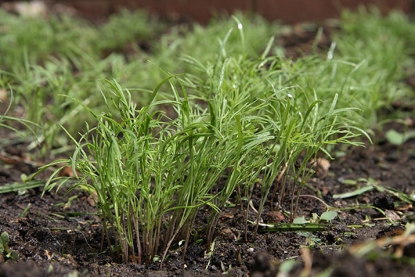 dill in the garden