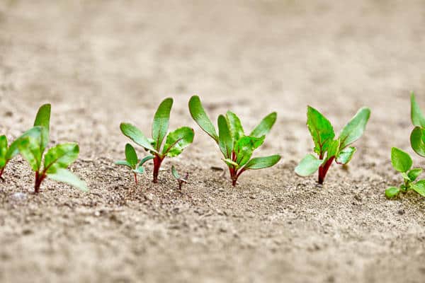 beet sprouts in the open field