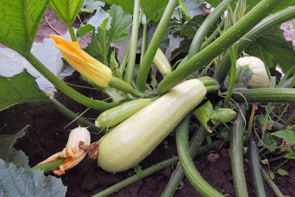 courgettes en plein champ