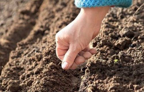 planting dill