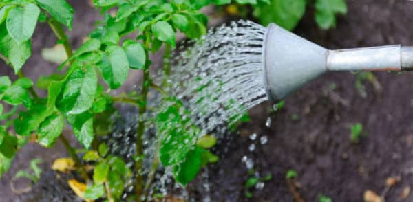 watering potatoes