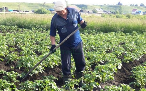 les pommes de terre à butiner