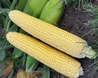 appearance of corn Megaton F1