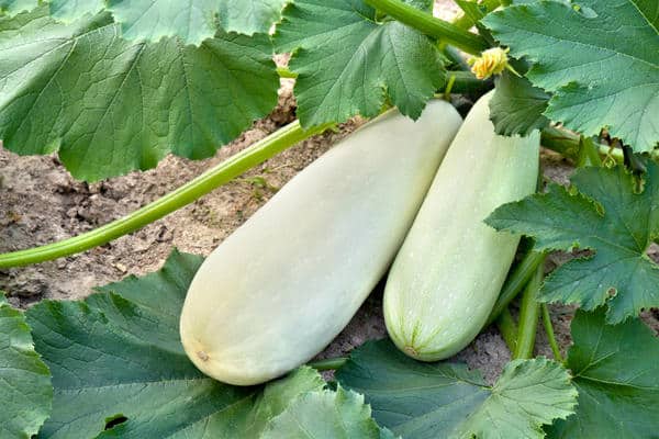 zucchini in the open field