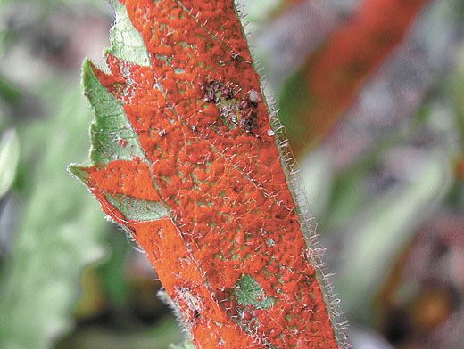 rouille sur menthe