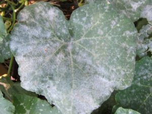 Por qué, después de plantar en el suelo, las hojas de los pepinos se vuelven blancas y qué hacer.