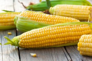 TOP 50 best varieties of corn with descriptions and characteristics