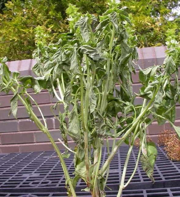 Fusarium wilting