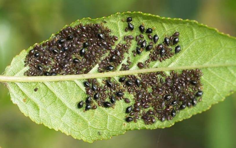 aphid on a leaf