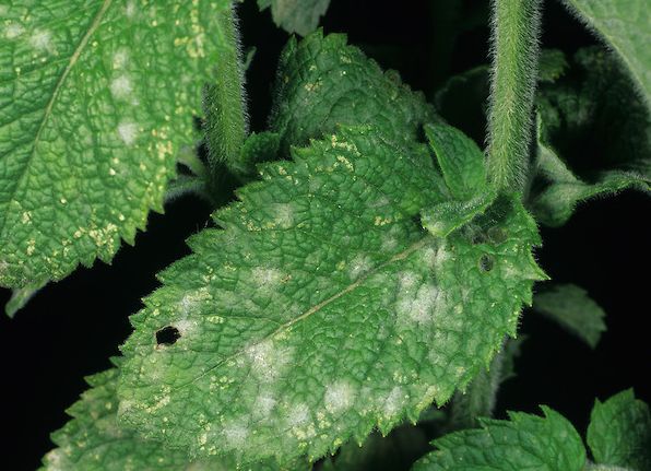 Phylostictosis on mint