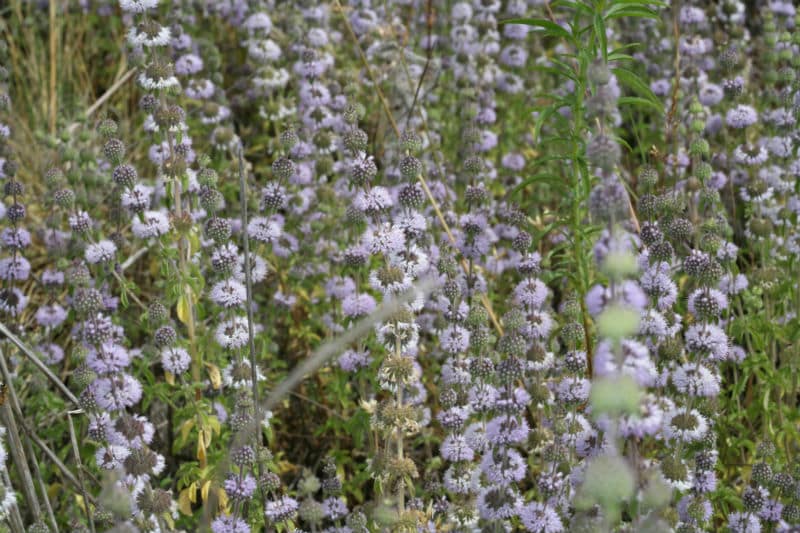 menta del pantano