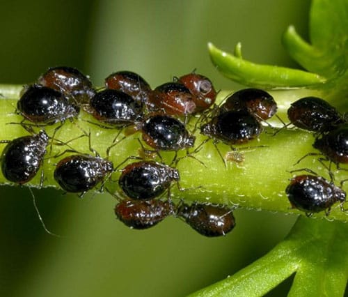 aphids on parsley