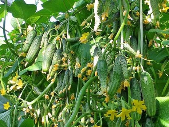 cucumber bushes Garland f1