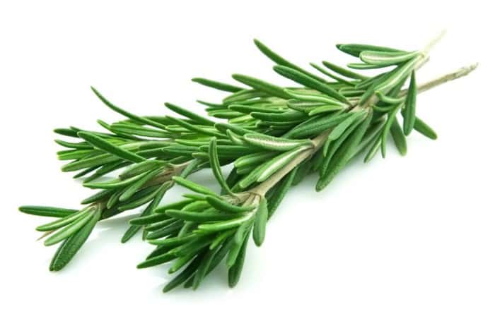 sprig of rosemary