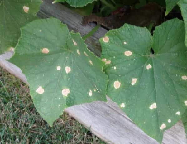 white spots on cucumber leaves