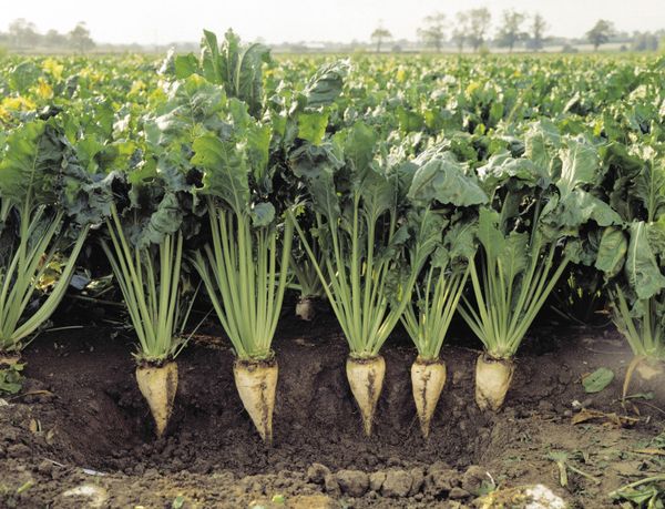 outdoor sugar beet