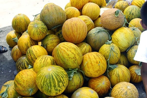 melon harvest