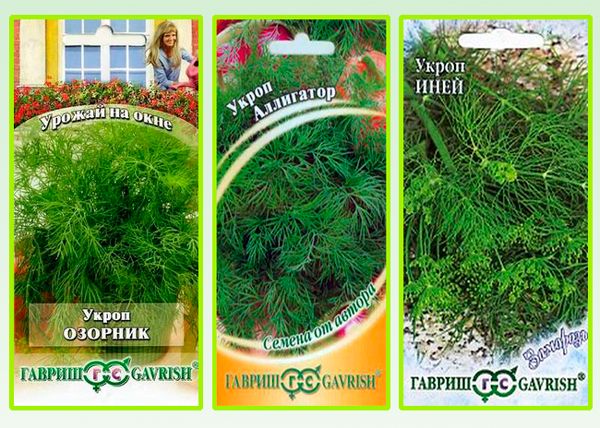 dill varieties