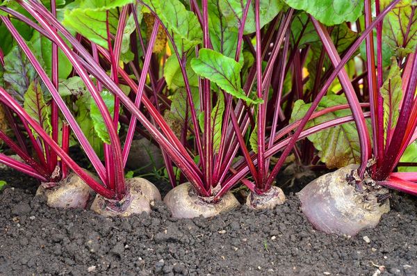 les betteraves poussent dans le jardin