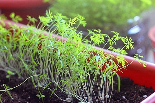 dill in the open field